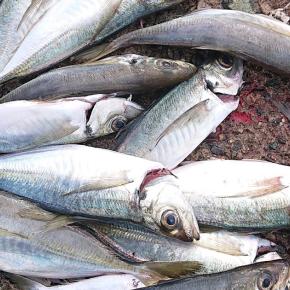 毎回、大物は釣れないっすね。釣り運の積み立てが必要ですね。