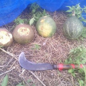 採りそこなった南瓜には穴が。