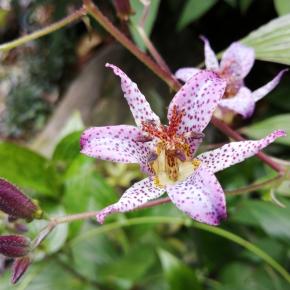 ホトトギスとオキナワギク