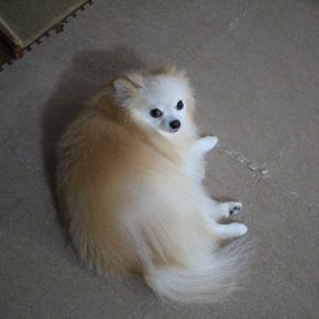 12月もクリニックで整体だ ▼･。･▼｣｣｣｣ーﾜﾝ!!