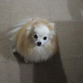 神祇大社へお参りに ﾍU^ｪ^U ﾍU^ｪ^U ﾍU^ｪ^U ﾜﾝﾜﾝﾜﾝ♪