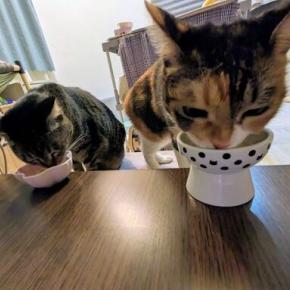 おやつはみんな好き？