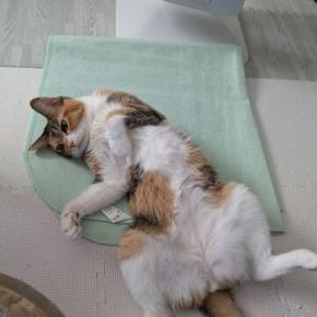 しめくくりの日