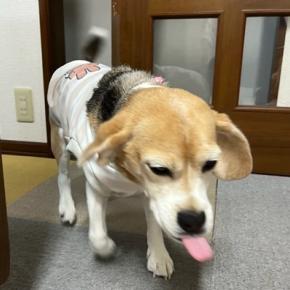 待ち伏せボルゾイ、三日月とはなちゃん