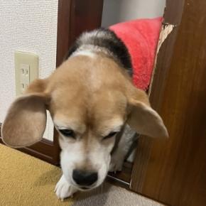 まったり土曜日、毎月1日はフィラリア予防