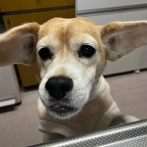 ママごんがはなちゃん用の暖かい毛布を買ってきました