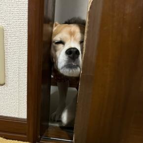 唇のひび割れ＆味噌煮込みうどん＆白ぶどう味の小枝