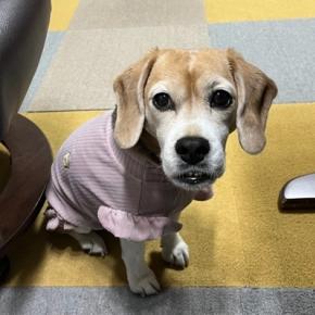 ドッグドックの日の朝はつらい