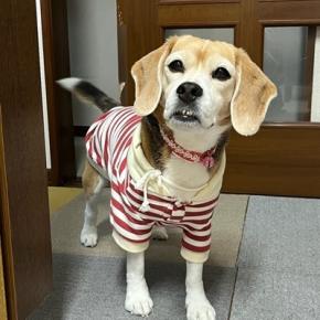 氷見の魚市場食堂、雨晴海岸から見る立山連峰