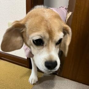 はなちゃん、足か腰か、、やっぱちょっとおかしいかなぁ？