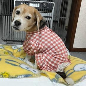 はなちゃん、腰が悪くなっちゃったようです