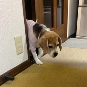 今日のおやつはクリスマスケーキ