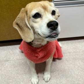 ヘッドスパ ハンドプロ「ツインプッシュ」