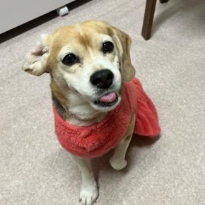 スリングキャリー、ロピアのテリヤキチキンピザ