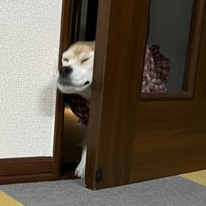 はなちゃん、お散歩「少しならOK」が出ました