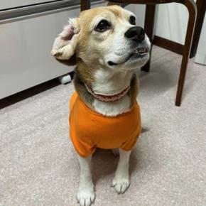 ママごんも一緒にまったり散歩、チロルチョコ