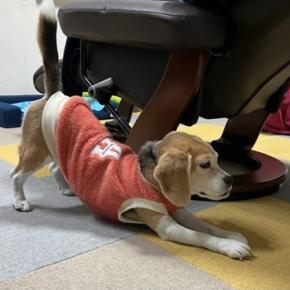 正月2日目は、まったりデー