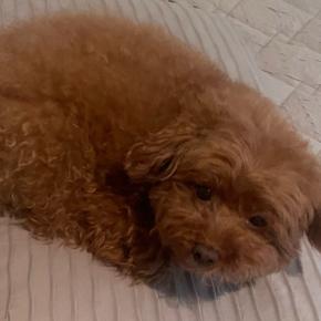 今日の天気はすごく晴れ！そして暑い～！冷感接触の枕カバー&ベッドパット買ってきた