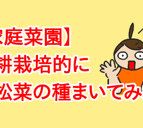 【家庭菜園】水耕栽培的に小松菜の種まいてみた！