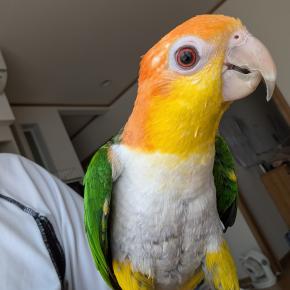 シロハラインコは