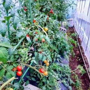 菌ちゃん農法で育てたトマト、まだまだ元気です！