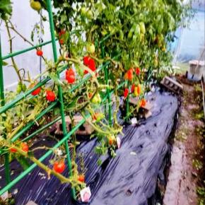 トマトハウス、ジャングルからの大変身！