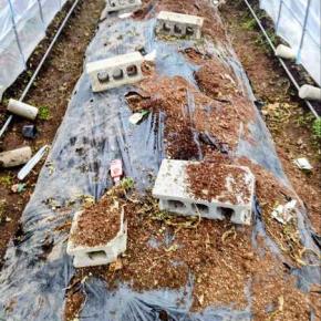 3連休の過ごし方と「菌ちゃん農法」トマトハウス片づけ日記