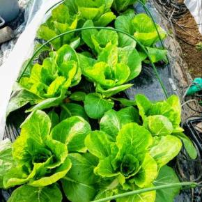 3連休とビニールハウスの白菜成長記録