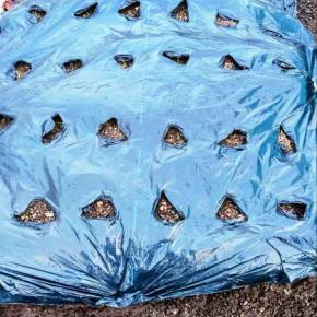 家庭菜園日記｜10月に植えたニンニクの成長記録