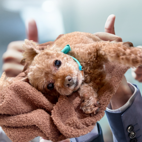 パスカ・すい炎との戦い（完治しているよ！）⑩─すい炎診断9日目、発症から13日目─すさまじい勢いで回復していくパスカ