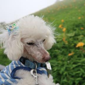 【犬連れ日帰りドライブ】【霧降高原のキスゲ】【赤薙山】栃木県 日光市