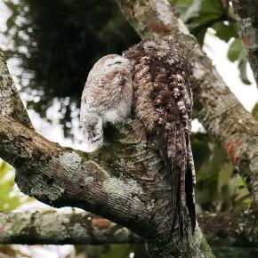 オオタチヨタカ 今年のベストショットでした！