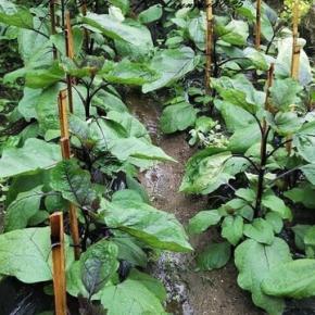 対戦相手：カメムシ