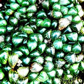 本日の多肉植物84(2024年10月16日)