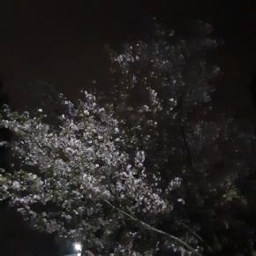 夜桜