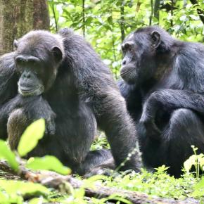 キバレ森林国立公園：野生のチンパンジーにスズメバチの巣を投げられる🇺🇬〜S1EP11