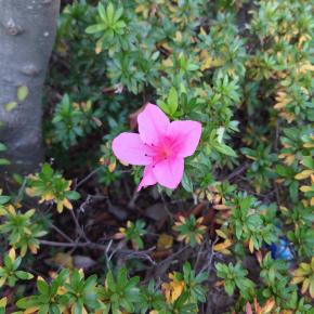 唐辛子をいただいた、この季節にツツジが🌸