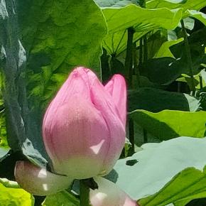 血吐いて学校通う、超へなちょこ星人でした(^_^;)