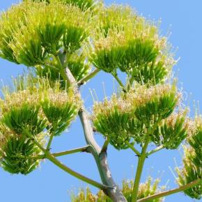 数十年に1度しか咲かない花「リュウゼツラン」市原サービスエリア（下り）館山自動車道（千葉県市原市）2024年8月3日