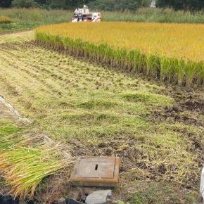 ぶーちゃんばあばと稲刈りの記録