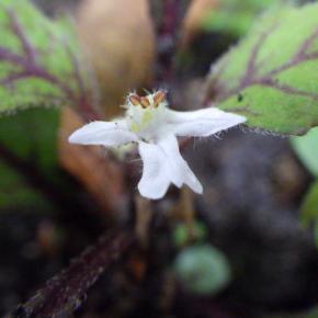 ツクバキンモンソウ