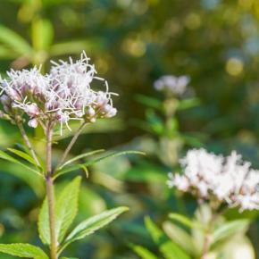 重い腰を上げて庭仕事