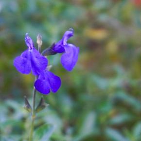 冬が来る前の庭仕事