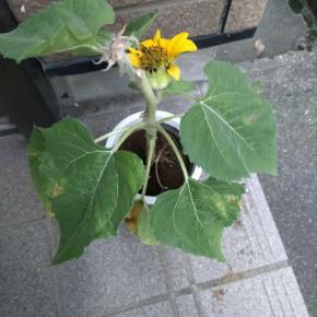 ミニひまわり観察日記最終回：6週間目に力尽きました