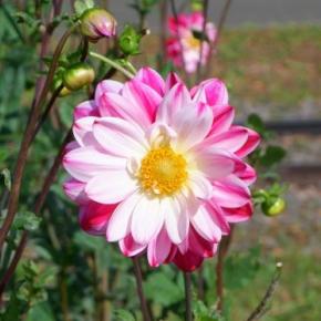 札幌・百合が原公園さんぽの花 ダリア（5） 北海道DAY133