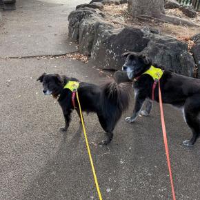 いくらなんでもそれは無理。