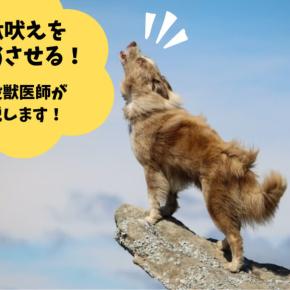 無駄吠え防止に超音波グッズは危険なの？現役獣医師がおすすめする方法は？