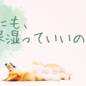 獣医師が犬の乾燥する肌に保湿をおすすめする訳とは？現役獣医師が解説！