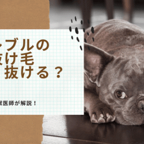 フレブルの抜け毛、あきらめてない？この方法試した？