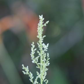 ジュバズ・ブッシュ（ヒユ科イレシネ属）